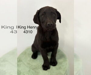 Labrador Retriever Dogs for adoption in Studio City, CA, USA