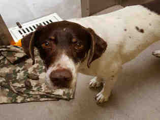 German Shorthaired Pointer Dogs for adoption in Denver, CO, USA
