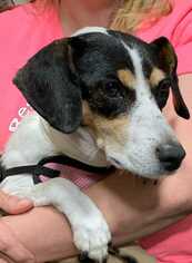 Rat Terrier Dogs for adoption in Sheridan, CO, USA