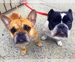 Free-Lance Bulldog Dogs for adoption in Staten Island, NY, USA