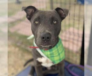 American Staffordshire Terrier-Unknown Mix Dogs for adoption in San Antonio, TX, USA
