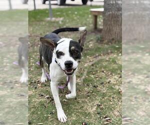 Boxer Dogs for adoption in Sugar Land, TX, USA