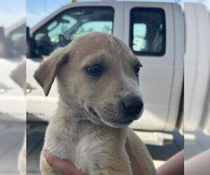 German Shepherd Dog Dogs for adoption in Bakersfield, CA, USA