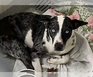 Catahoula Leopard Dog-Unknown Mix Dogs for adoption in Pasadena, TX, USA
