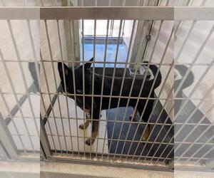 Australian Cattle Dog-Unknown Mix Dogs for adoption in Upland, CA, USA