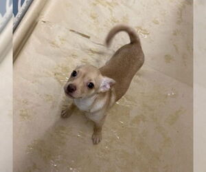 Chihuahua-Unknown Mix Dogs for adoption in Mechanicsburg, PA, USA