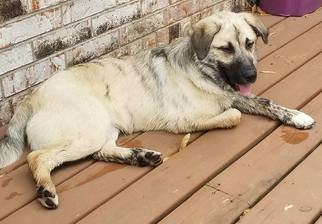 Great Pyrenees Dogs for adoption in Plainfield, IL, USA