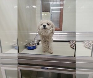 Poodle (Miniature) Dogs for adoption in Upland, CA, USA