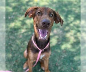 Doberman Pinscher-Unknown Mix Dogs for adoption in Texas City, TX, USA
