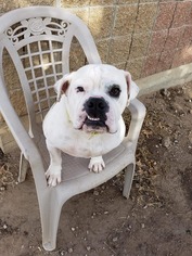 Bulldog Dogs for adoption in Ponca City, OK, USA