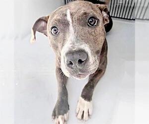 Mutt Dogs for adoption in Houston, TX, USA