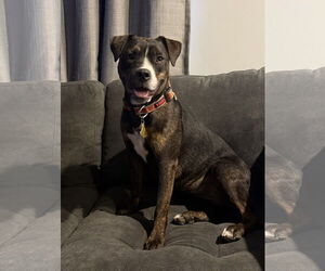 American Pit Bull Terrier-Unknown Mix Dogs for adoption in Sandy, UT, USA