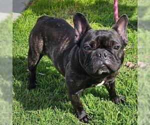 French Bulldog Dogs for adoption in Camarillo, CA, USA