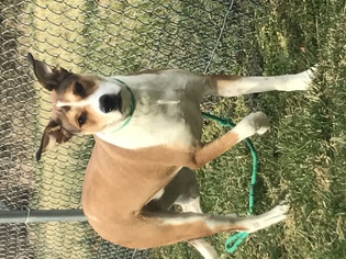 Sheprador Dogs for adoption in Front Royal, VA, USA