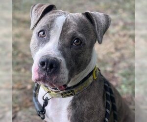 American Pit Bull Terrier Dogs for adoption in Spring Hill, KS, USA