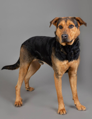 Mutt Dogs for adoption in Ashland, WI, USA