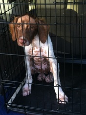 Brittany Dogs for adoption in Denton, TX, USA