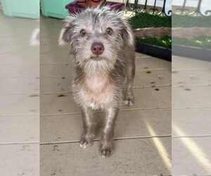 Mutt Dogs for adoption in San Diego, CA, USA