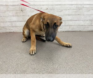German Shepherd Dog-Unknown Mix Dogs for adoption in San Bernardino, CA, USA