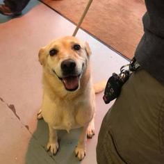 Labrador Retriever Dogs for adoption in Evansville, IN, USA