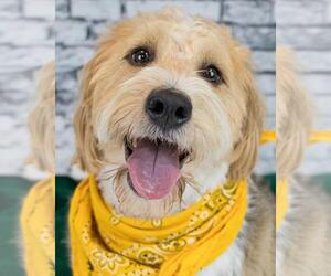 Mutt Dogs for adoption in Kennesaw, GA, USA