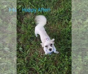 Maltese Dogs for adoption in Drexel, MO, USA