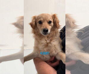 Spaniel-Unknown Mix Dogs for adoption in Chico, CA, USA