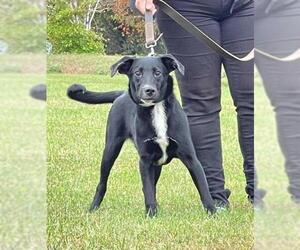 Borador Dogs for adoption in Pawtucket, RI, USA
