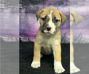 Medium Photo #2 German Shepherd Dog-Unknown Mix Puppy For Sale in Lakewood, CO, USA