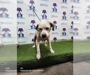 American Pit Bull Terrier-Unknown Mix Dogs for adoption in Orlando, FL, USA