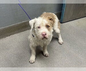 American Pit Bull Terrier-Unknown Mix Dogs for adoption in Las Vegas, NV, USA
