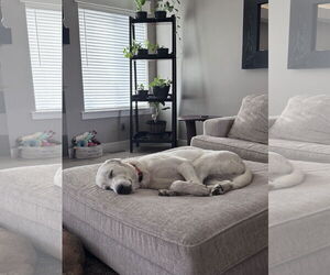 - Mix Dogs for adoption in Bountiful, UT, USA