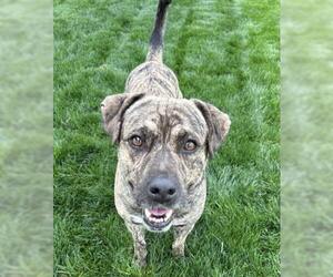 American Pit Bull Terrier-Unknown Mix Dogs for adoption in Bakersfield, CA, USA