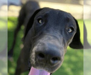 Great Dane Dogs for adoption in Santa Monica, CA, USA