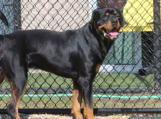 Rottweiler Dogs for adoption in Richmond, VA, USA
