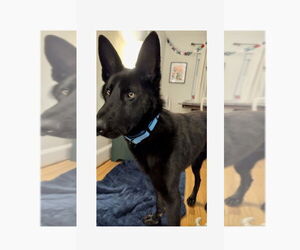 German Shepherd Dog-Unknown Mix Dogs for adoption in Mooresville, NC, USA
