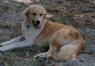 Golden Pyrenees Dogs for adoption in Whitewright, TX, USA