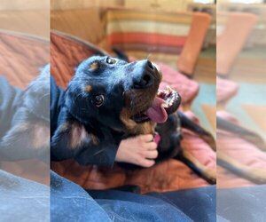 Rottweiler-Unknown Mix Dogs for adoption in West Cornwall, CT, USA