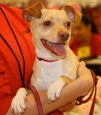 Borador Dogs for adoption in Effort, PA, USA