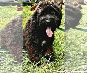 Goldendoodle (Miniature) Dogs for adoption in Alexandria, KY, USA