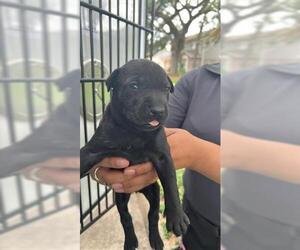 Labrador Retriever-Unknown Mix Dogs for adoption in Houston, TX, USA