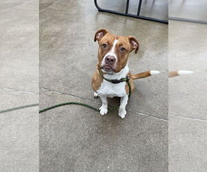 Boxer-Unknown Mix Dogs for adoption in Aurora, IL, USA