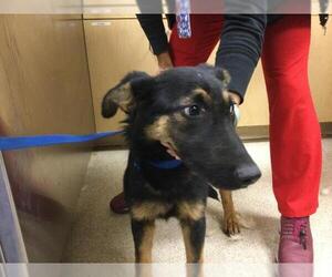 German Shepherd Dog Dogs for adoption in Riverside, CA, USA