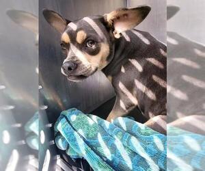 Mutt Dogs for adoption in San Antonio, TX, USA