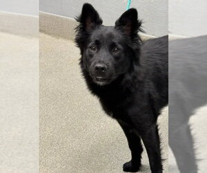 Chow Chow-Unknown Mix Dogs for adoption in Las Vegas, NV, USA