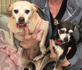 Chihuahua Dogs for adoption in Virginia Beach, VA, USA
