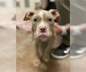 Bulldog Dogs for adoption in Salinas, CA, USA