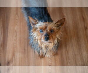 Mutt Dogs for adoption in Mundelein, IL, USA