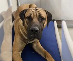 Mastiff Dogs for adoption in Bakersfield, CA, USA