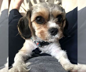 Spaniel-Unknown Mix Dogs for adoption in Bellevue, WA, USA